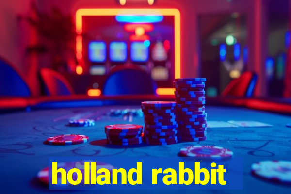 holland rabbit