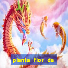 planta flor da fortuna como cuidar