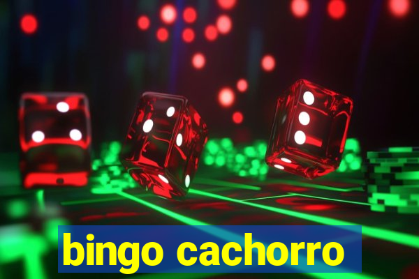 bingo cachorro