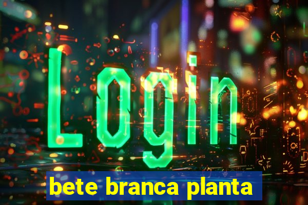 bete branca planta