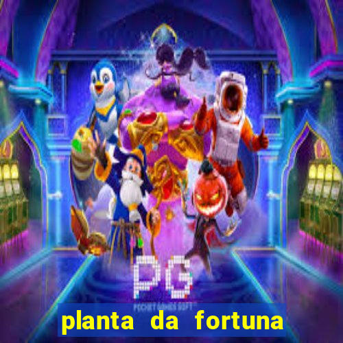 planta da fortuna e felicidade