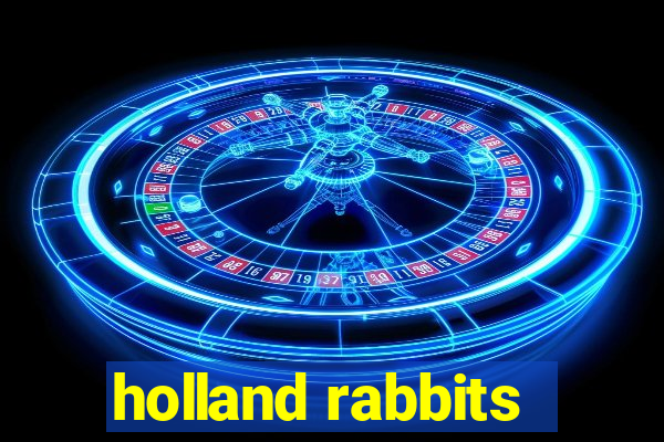 holland rabbits