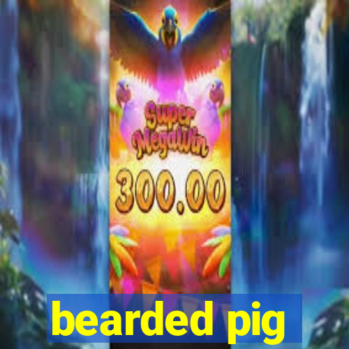 bearded pig