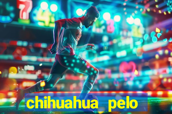 chihuahua pelo longo preço