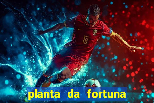 planta da fortuna como cuidar