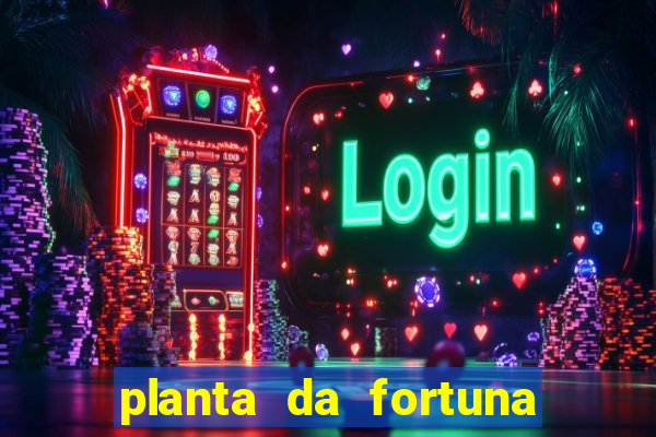 planta da fortuna como cuidar