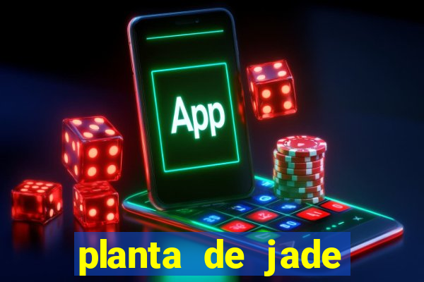 planta de jade significado espiritual